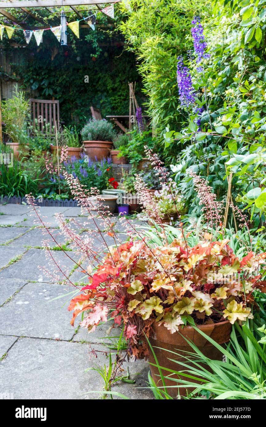 Heuchera (Coral bells), delphiniums and other perennial flowers in a London patio garden, UK Stock Photo