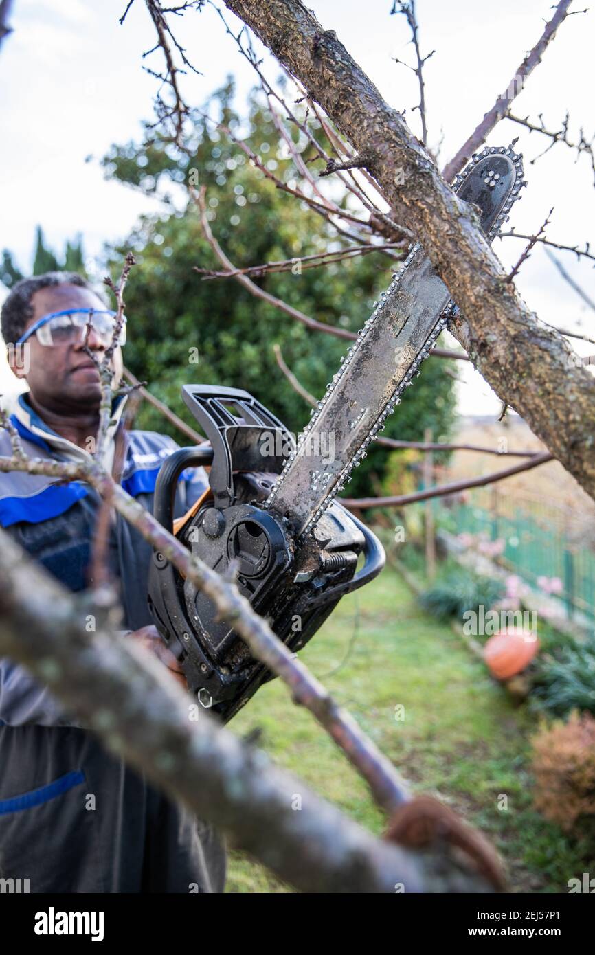 A black woodcutter cuts a branch wearing protective goggles Stock Photo