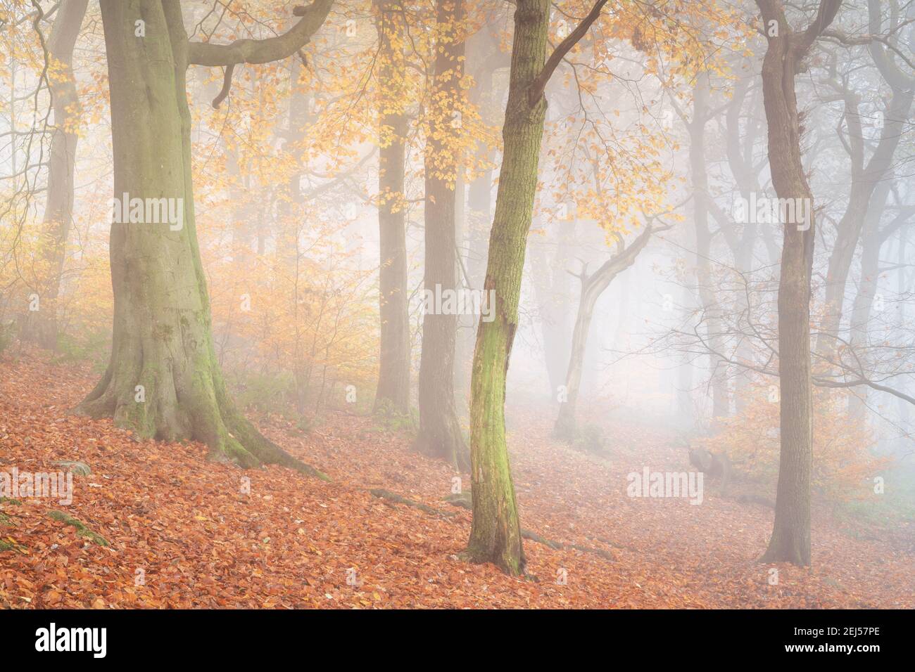 The woodland on Chevin Forest Park is blanketed in thick fog as the autumn colour reaches its peak, with warm, rich tones dominating the scene. Stock Photo