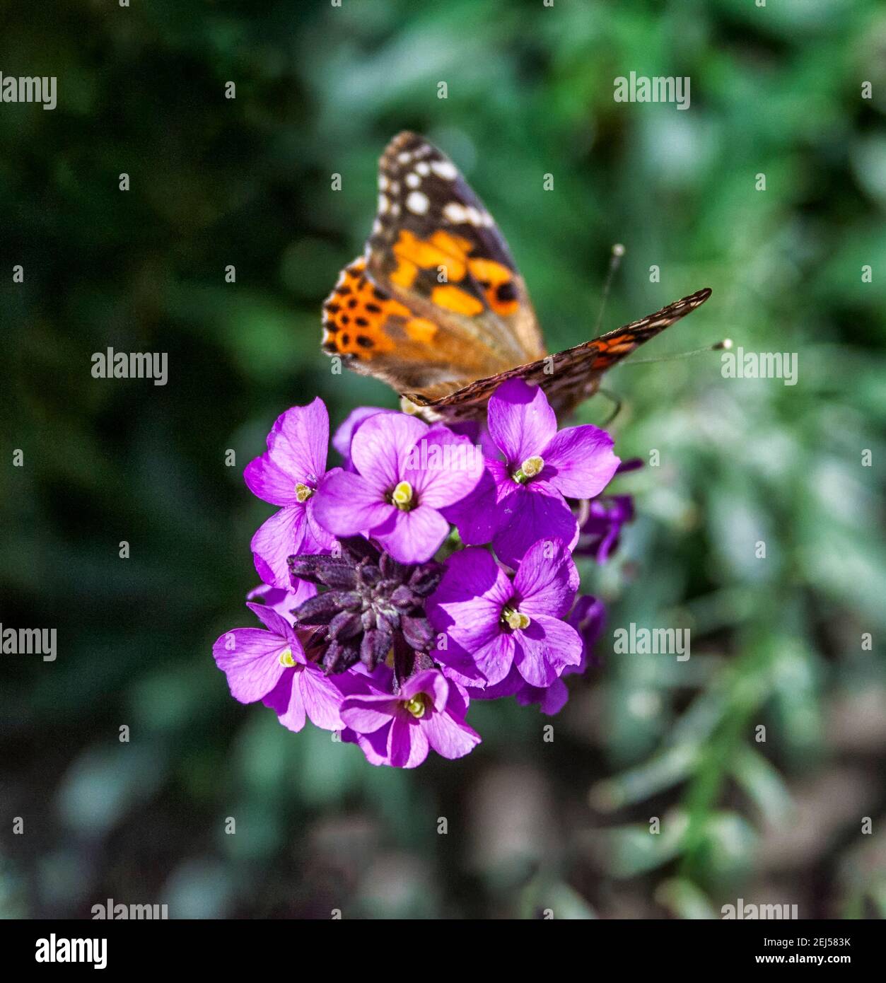 A Painted Lady butterfly (Vanessa cardui) drinking nectar from a purple flower, blurred green foliage in the background Stock Photo
