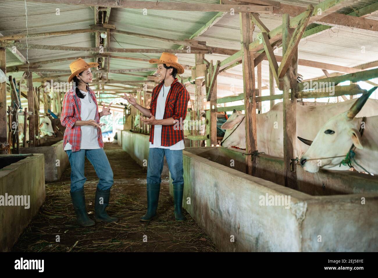 two farmers wearing cowboy hats are standing chatting in the cattle shed in the background Stock Photo