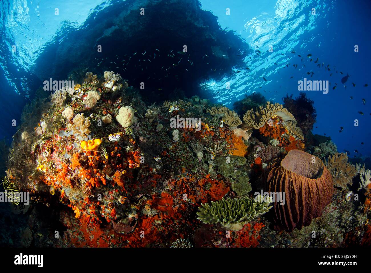 Colorful Coral Reef against Surface in Misool, Raja Ampat. West Papua, Indonesia Stock Photo