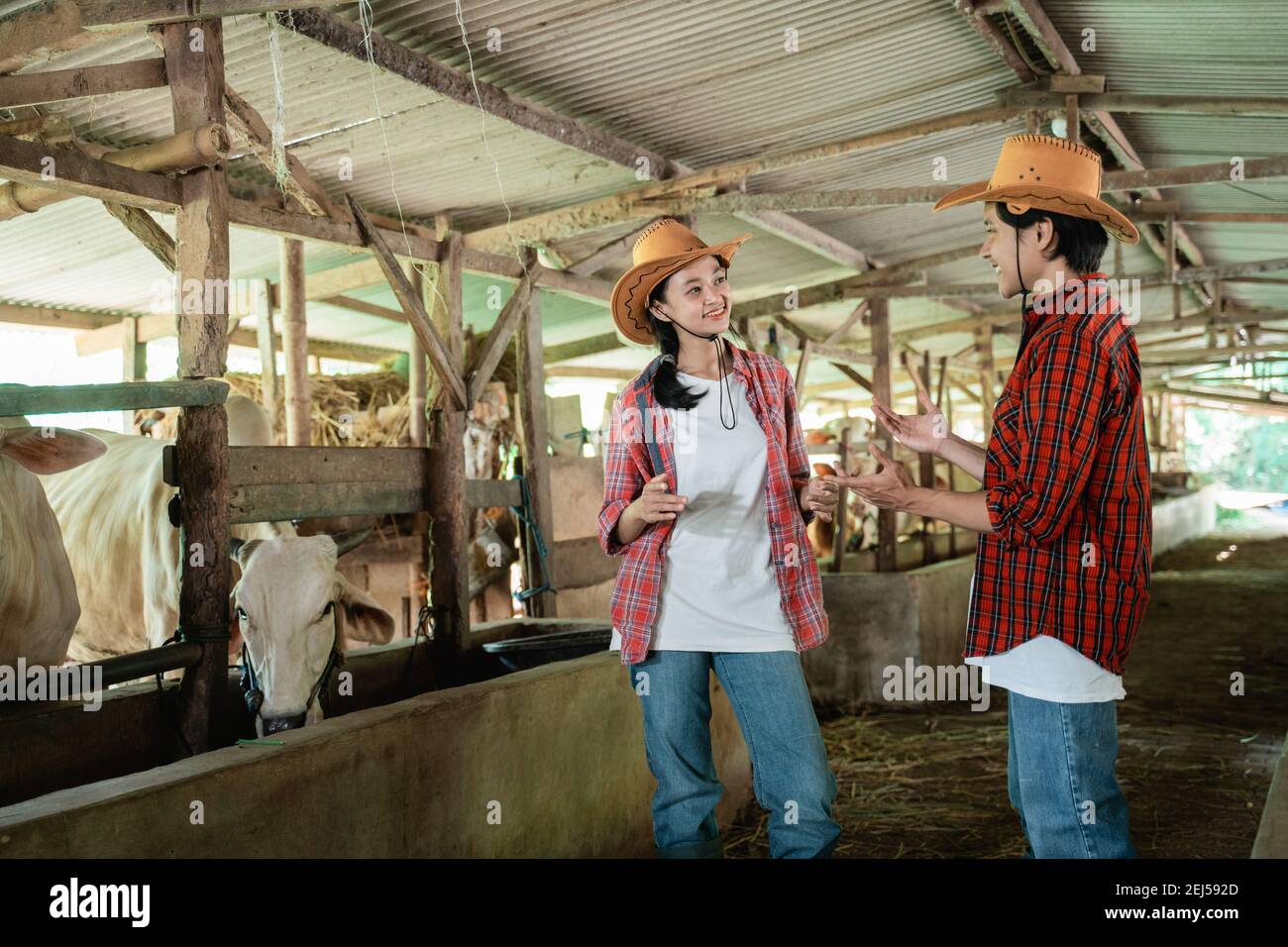 two cow breeders wearing cowboy hats stand chatting with hand gestures while in the cow farm shed in the background Stock Photo