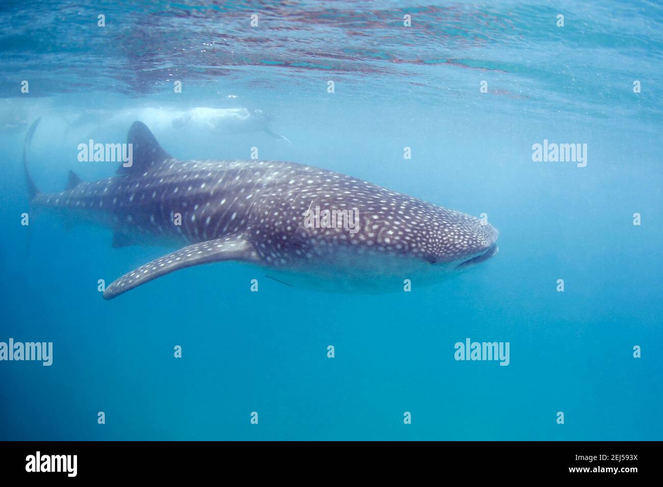 Whale Shark (Rhincodon typus) Swimming Right beneath the Surface. Tofo, Mozambique Stock Photo