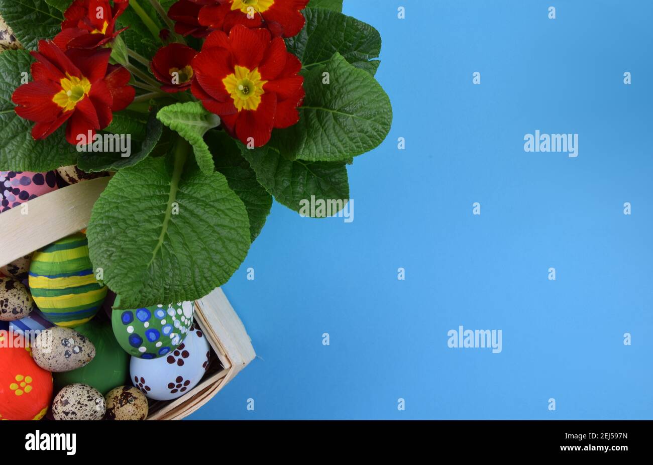 primroses and painted eggs on blue background Stock Photo