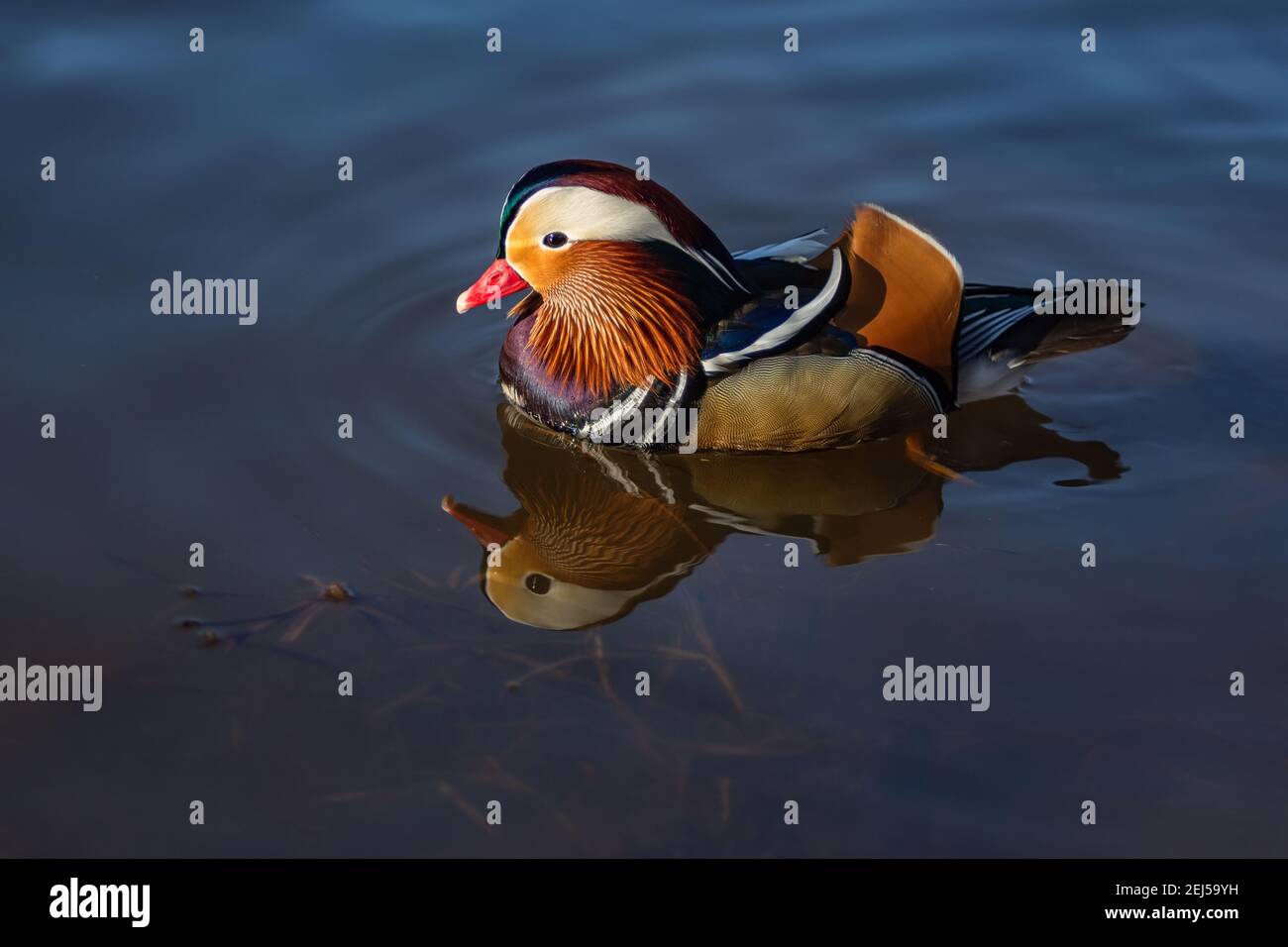 Male mandarin duck on water hi-res stock photography and images - Alamy