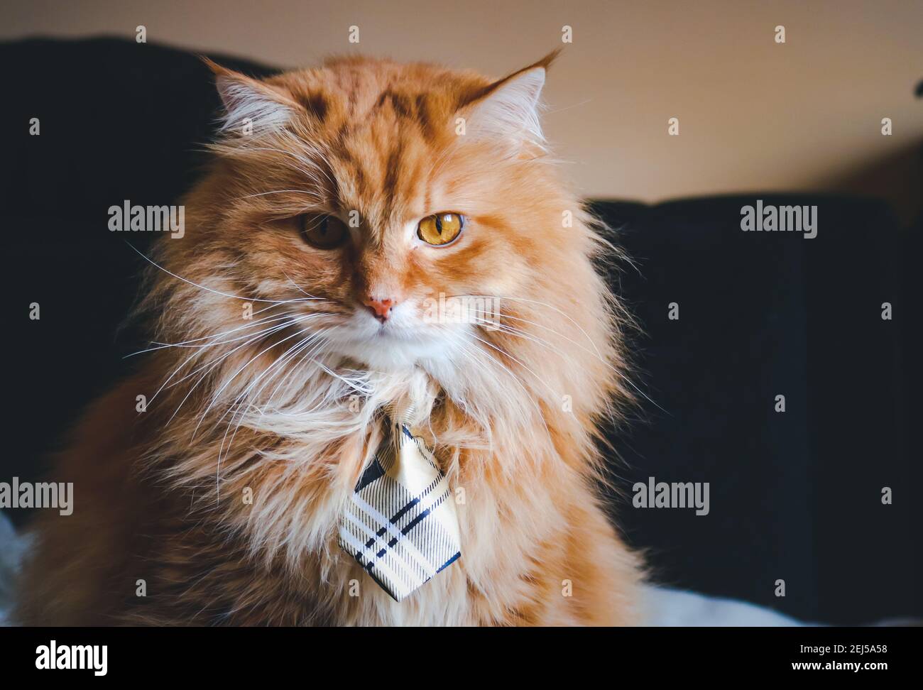 Fluffy ginger cat with bow tie Stock Photo