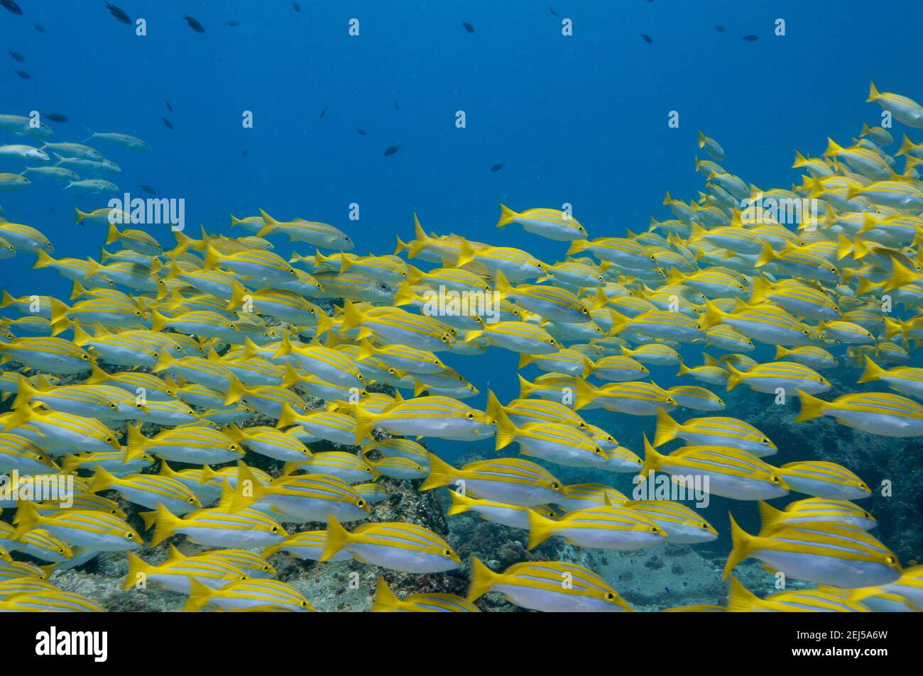 School of tropical yellow fish Bengal Snapper ( Lutjanus bengalensis ), Seychelles Stock Photo