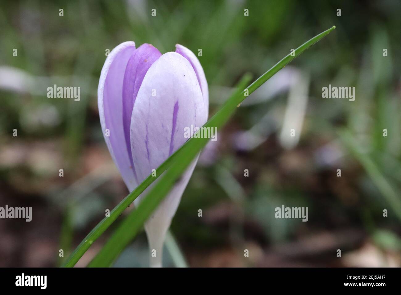 Crocus vernus ‘Vanguard’ Crocus Vanguard – budding lilac and white flower,  February, England, UK Stock Photo