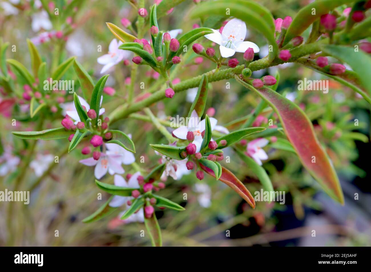 Eriostemon myoporoides ‘Flower Girl White’ Longleaf waxflower – white star-shaped flowers with green leaves flushed red,  February, England, UK Stock Photo
