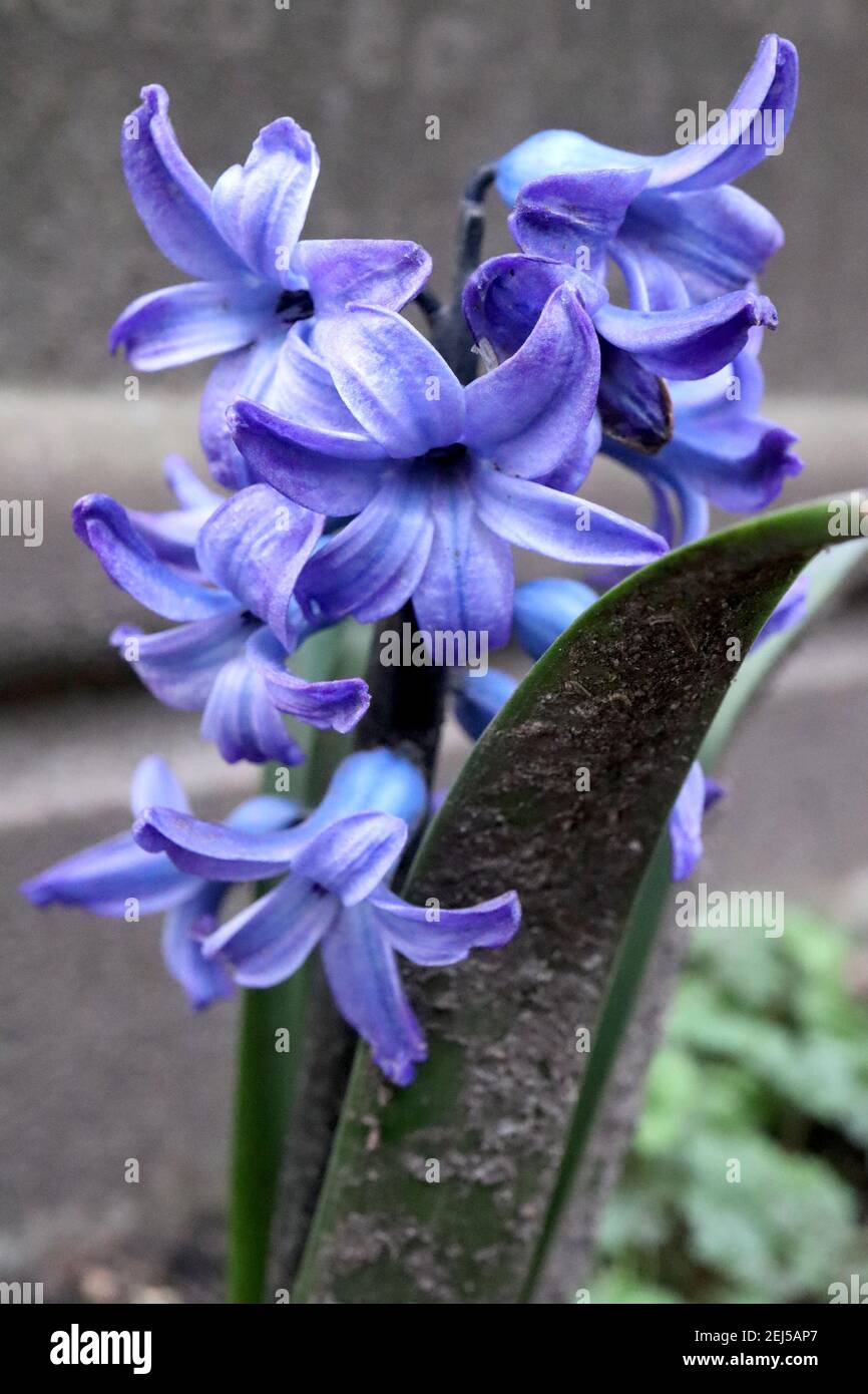 Hyacinthus orientalis ‘Blue Festival‘ Hyacinth Blue Festival – blue hyacinth edged in purple,  February, England, UK Stock Photo
