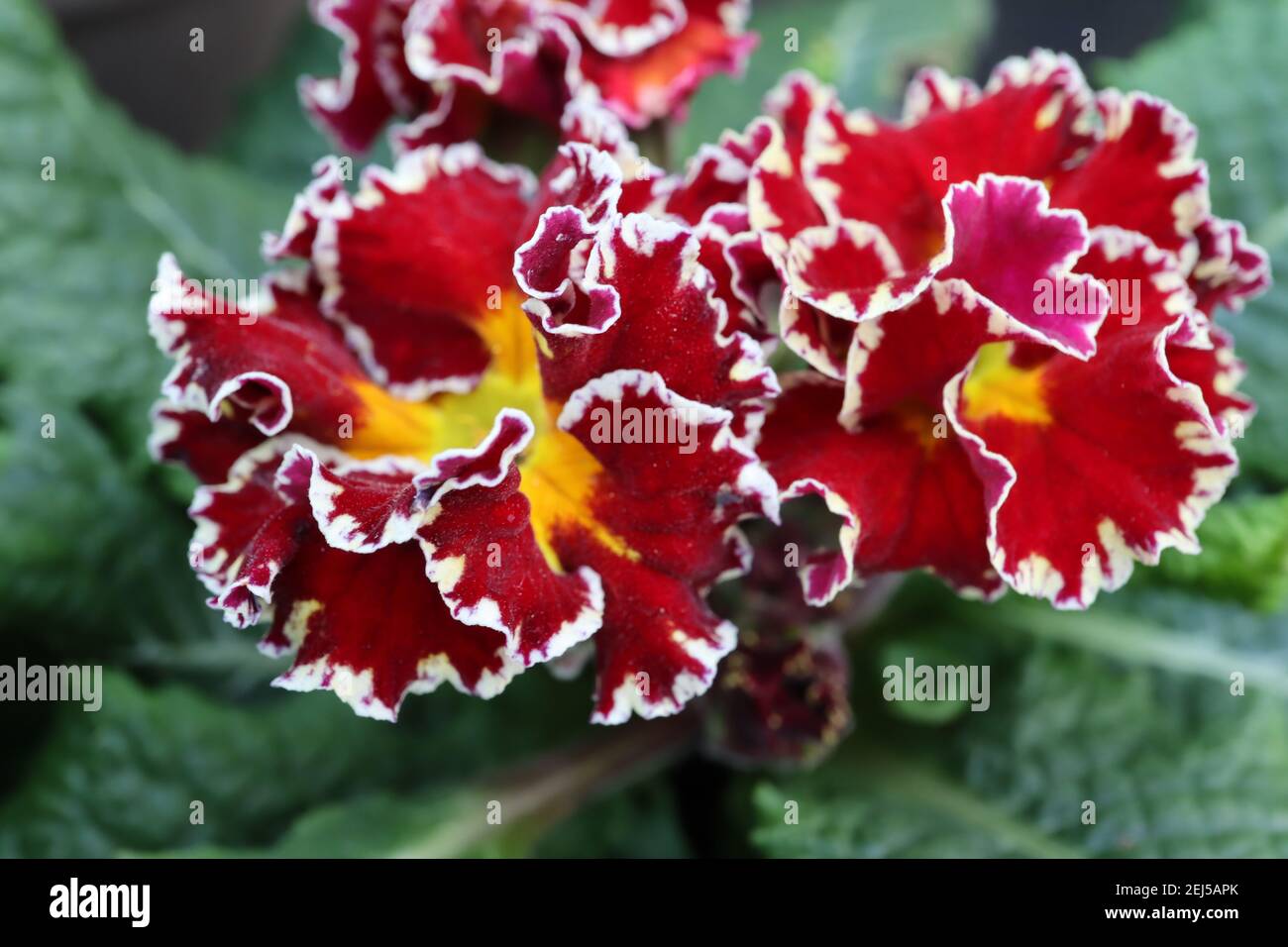 Primula acaulis ‘Sirococco Red’ Primrose Sirococco – deep red flowers, white margins, yellow centre, magenta petal underside, February, Engand, UK Stock Photo