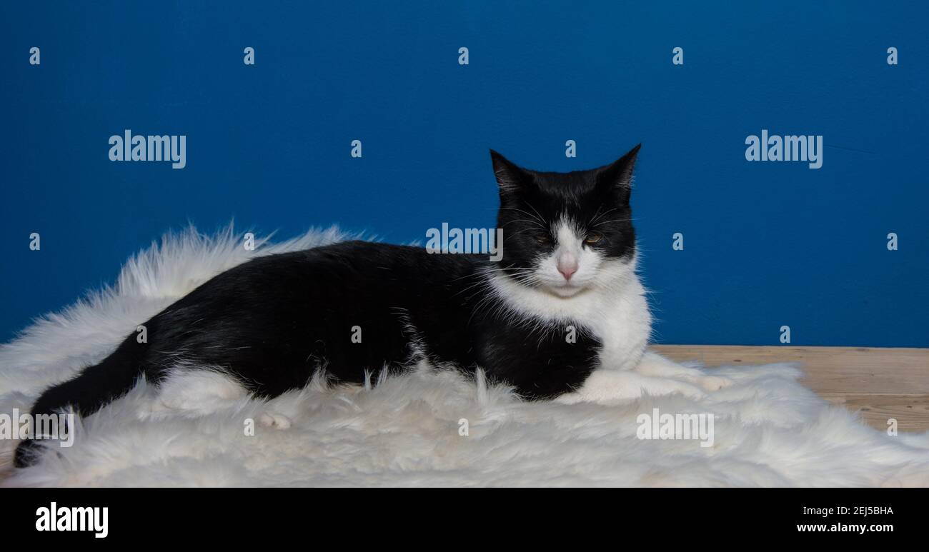 Close up beautiful black and white cat Stock Photo - Alamy
