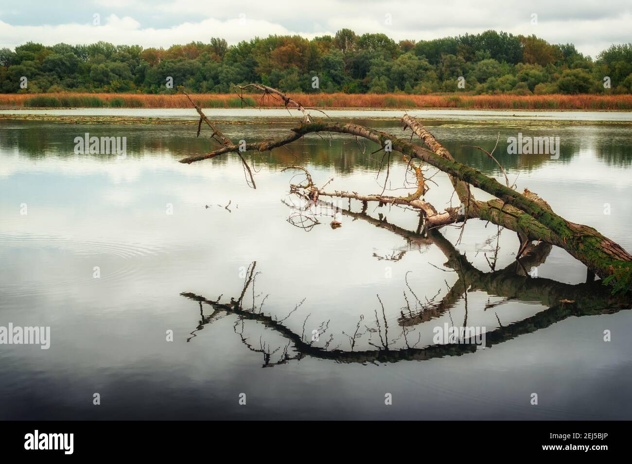 Landscape at lake Tisza, Hungary Stock Photo