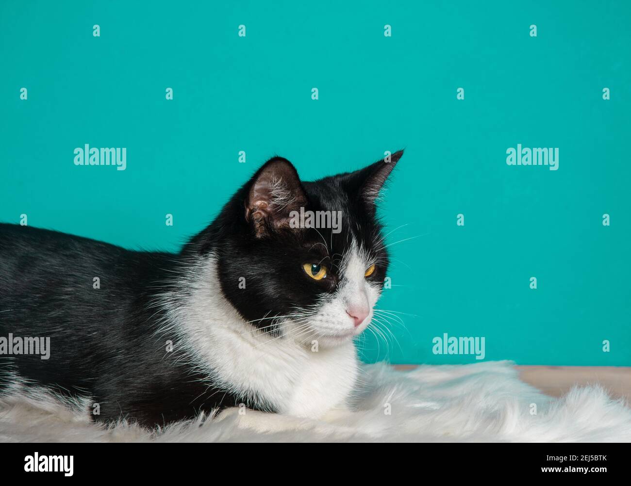 Close up beautiful black and white cat Stock Photo - Alamy