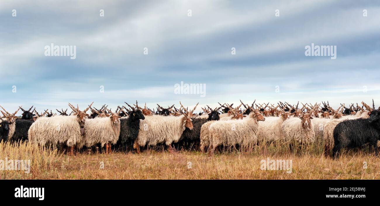 Racka sheep Hortobagy National Park, Hungary Stock Photo