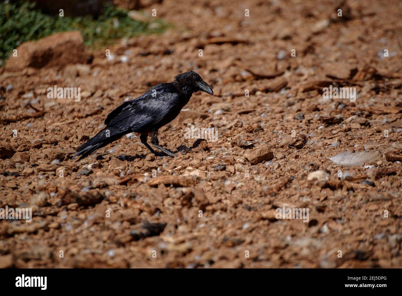 Crow in the Boumort range (Lleida Pyrenees, Catalonia, Spain) ESP: Cuervo en la Serra de Boumort (Pirineo de Lérida, Cataluña, España) Stock Photo