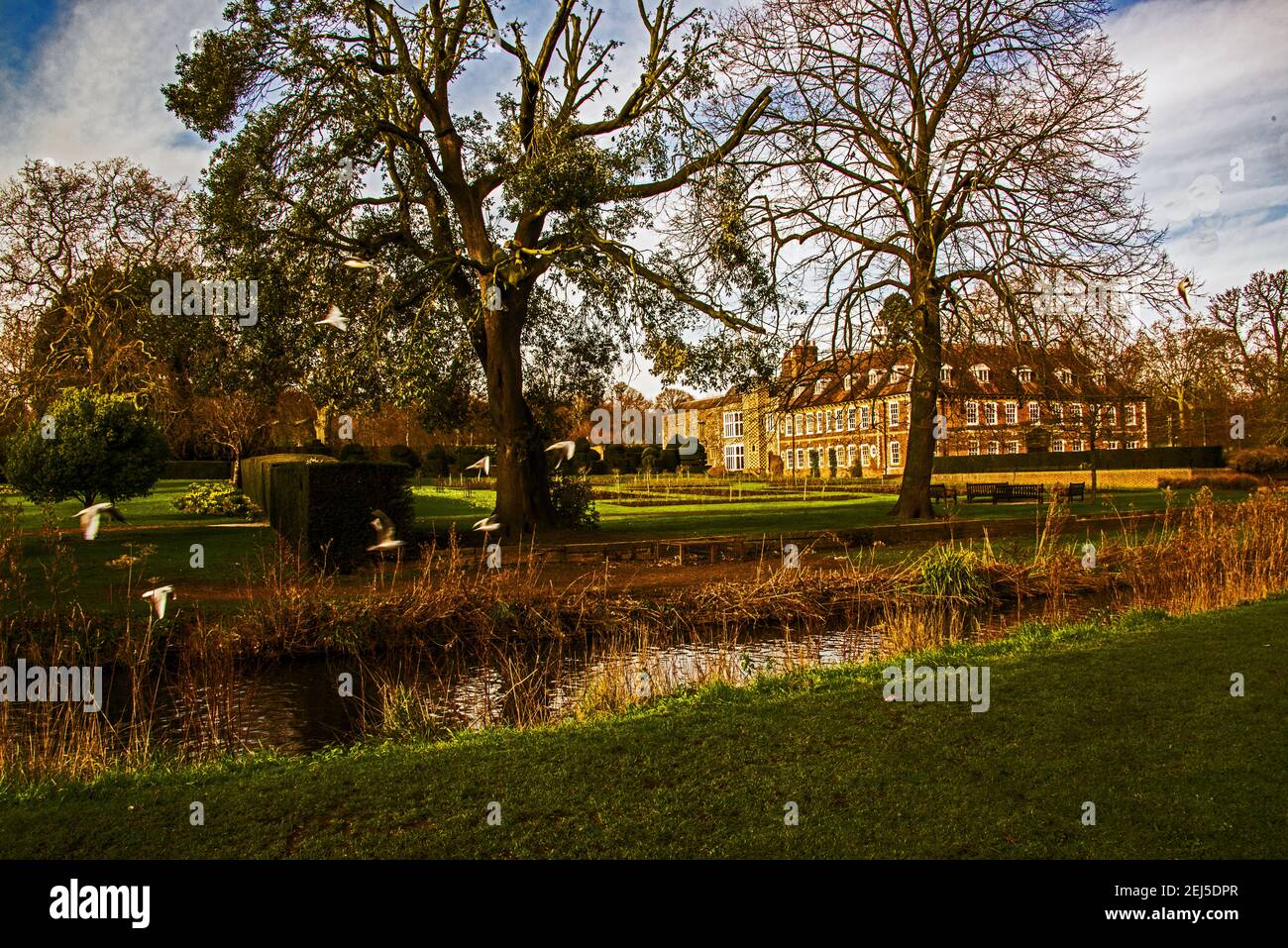 Black Headed Gulls over R.Cray at Hall Place, Bexley. Stock Photo