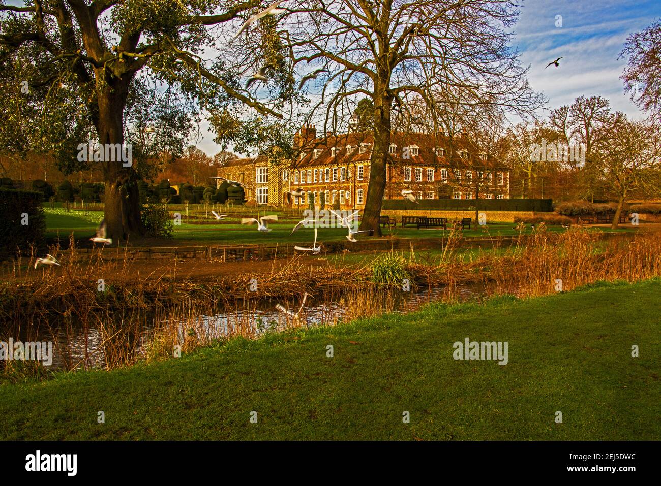 Black Headed Gulls over R.Cray at Hall Place, Bexley. Stock Photo