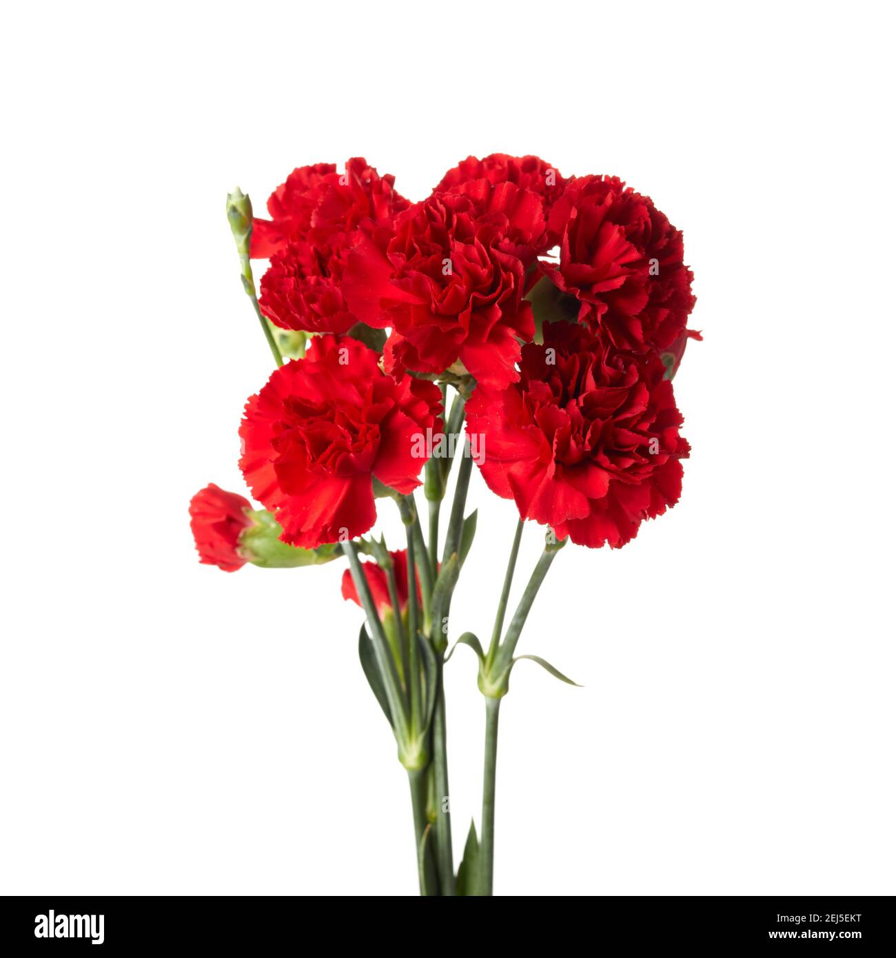 Beautiful red carnation flowers isolated on white background Stock ...