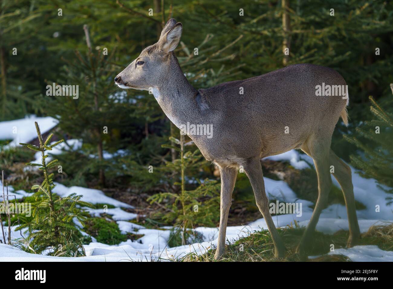 Roe deer in forest, Capreolus capreolus. Wild roe deer in nature Stock ...