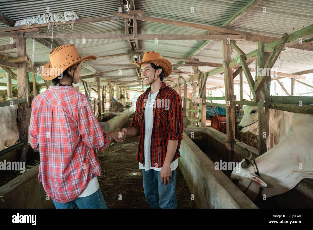 woman wearing hats shaking hands with man in cattle sheds Stock Photo