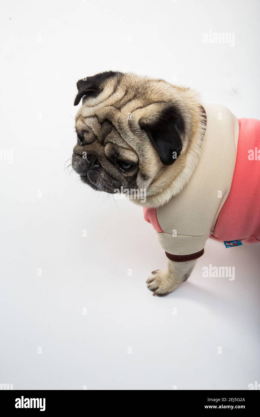 pug wearing clothes