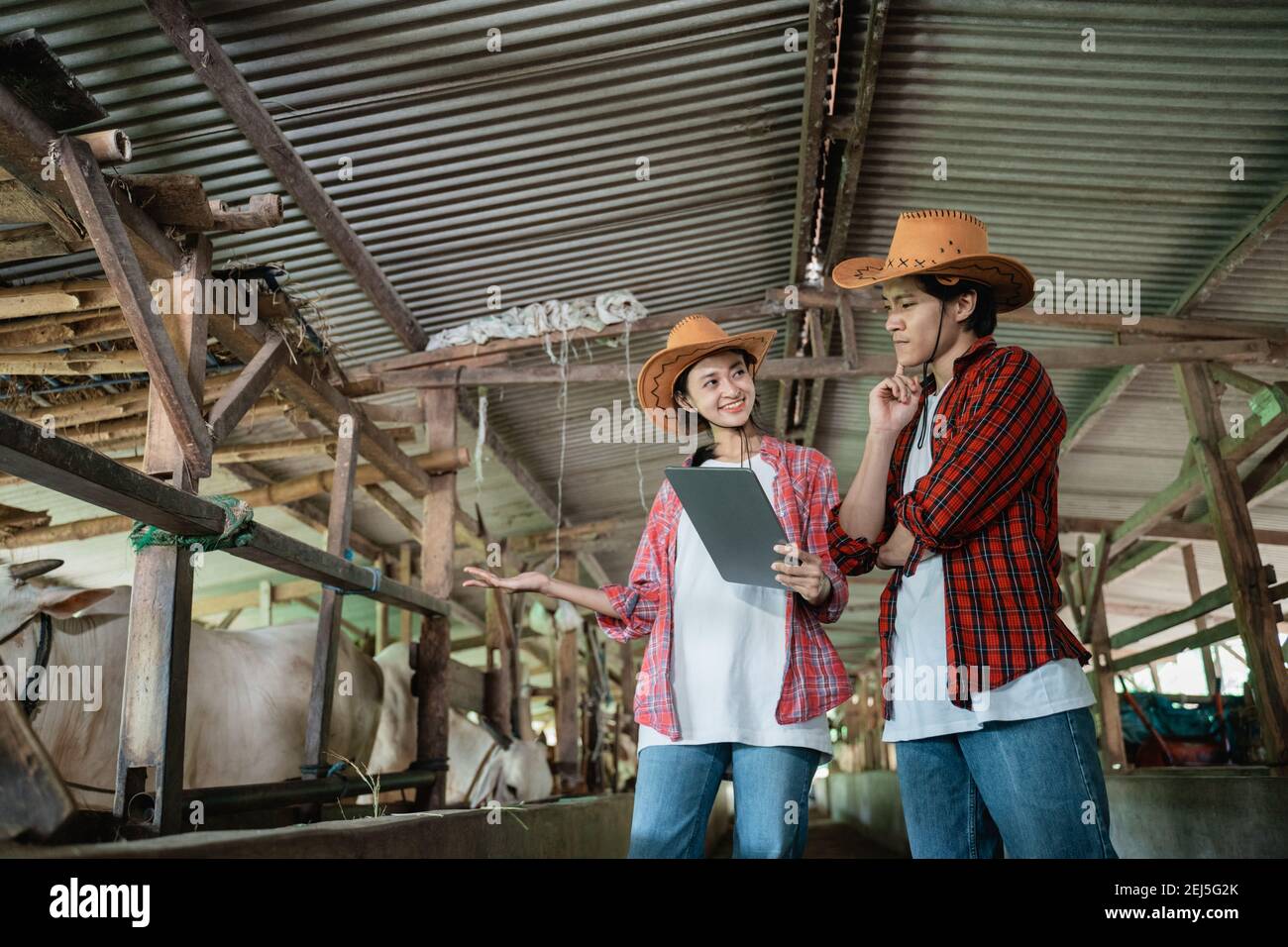 boy wearing hat poses thinking when a girl explains using a pad in a cattle pen Stock Photo