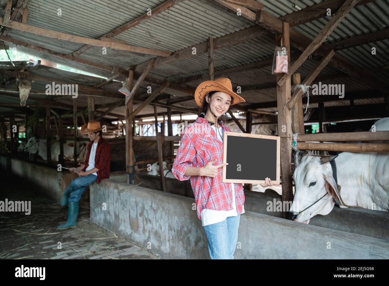 a woman wearing a cowboy hat holding a blackboard with a background of cow ranchers sitting in a cattle pen Stock Photo