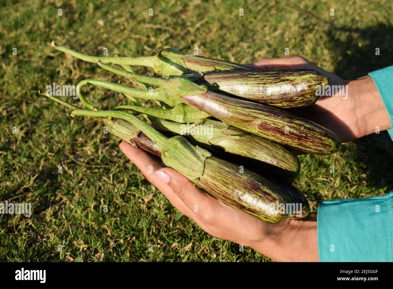 Brinjals also called Eggplants and aubergines. Green and purple dual