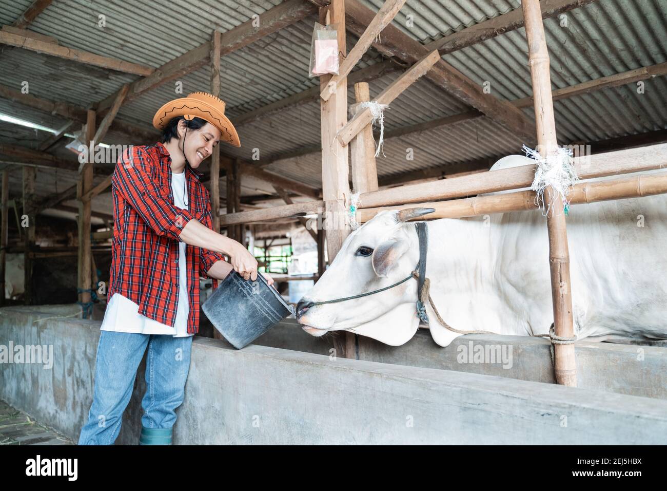 man wearing casual clothes and hat while giving water to cow using buckets with a background in the cow farm shed Stock Photo