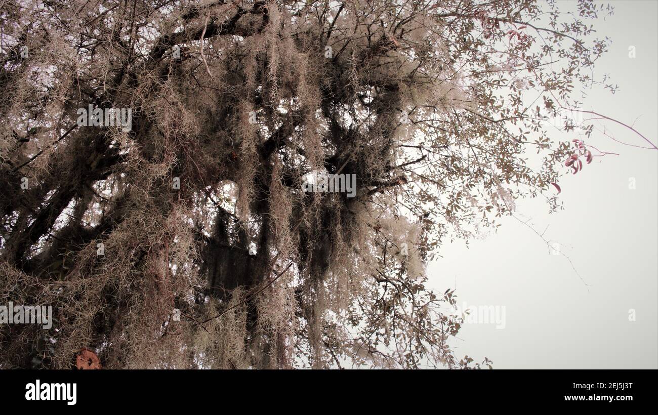 Spanish moss silhouette hi-res stock photography and images - Alamy