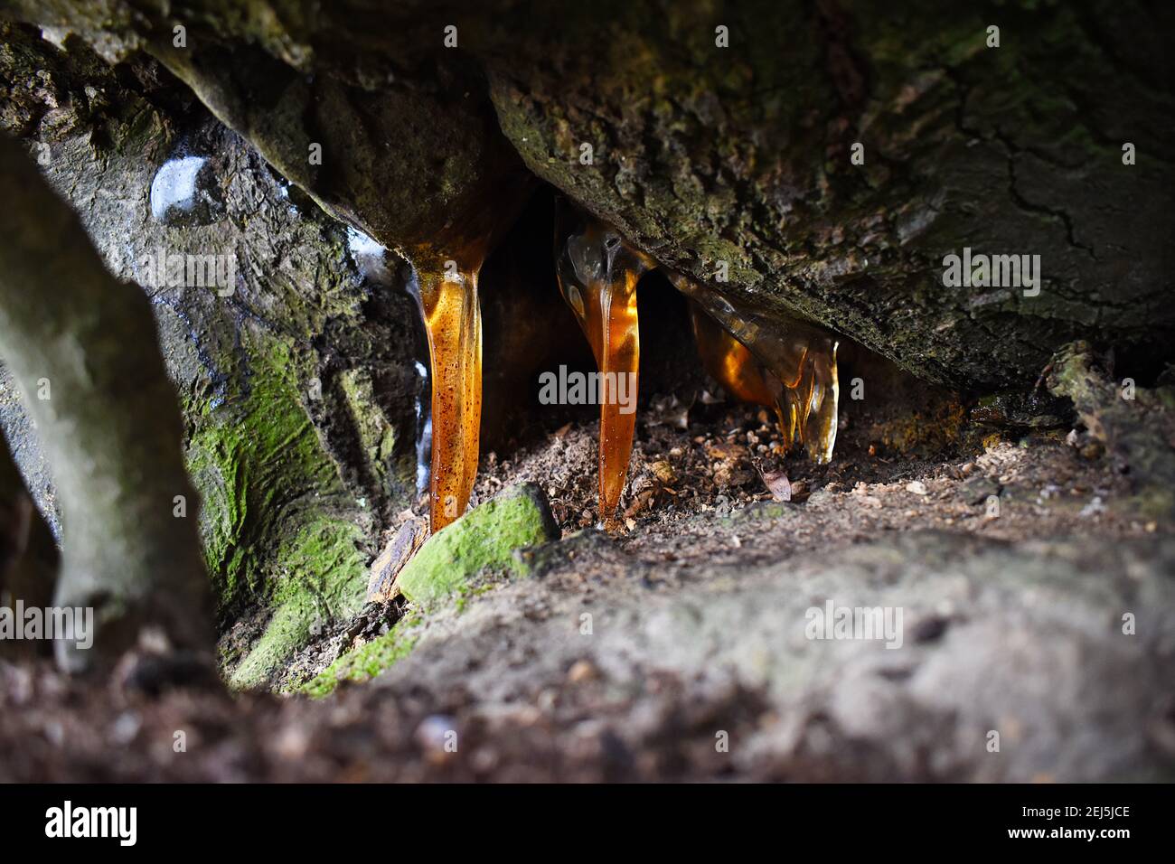 Resin leaking from underneath a tree takes the shape of icicles and are illuminated by sunlight. The amber coloured sapcicles are close to the floor. Stock Photo