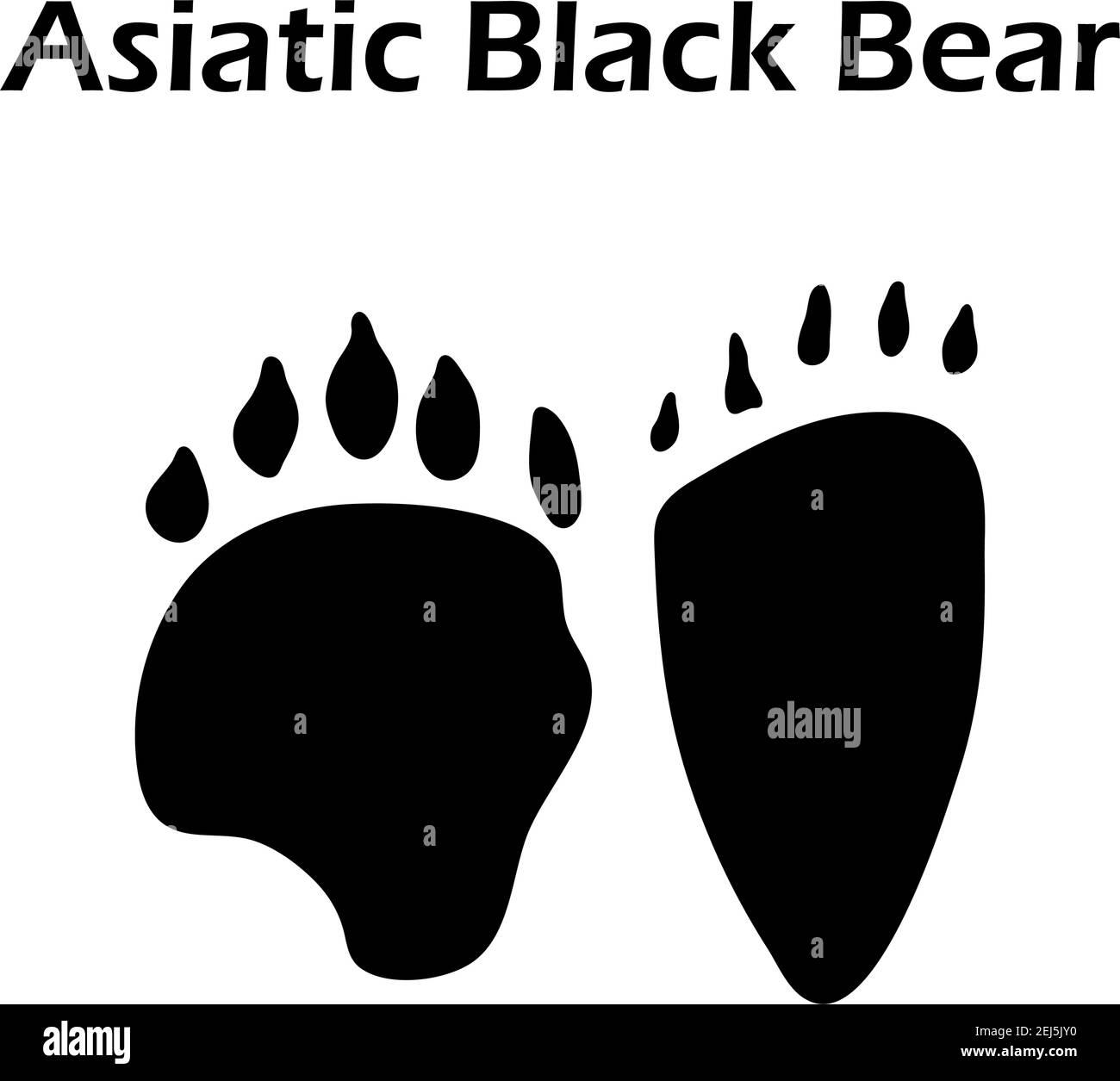 Asiatic Black Bear Footprint. Black Silhouette Design. Vector Illustration. Stock Vector