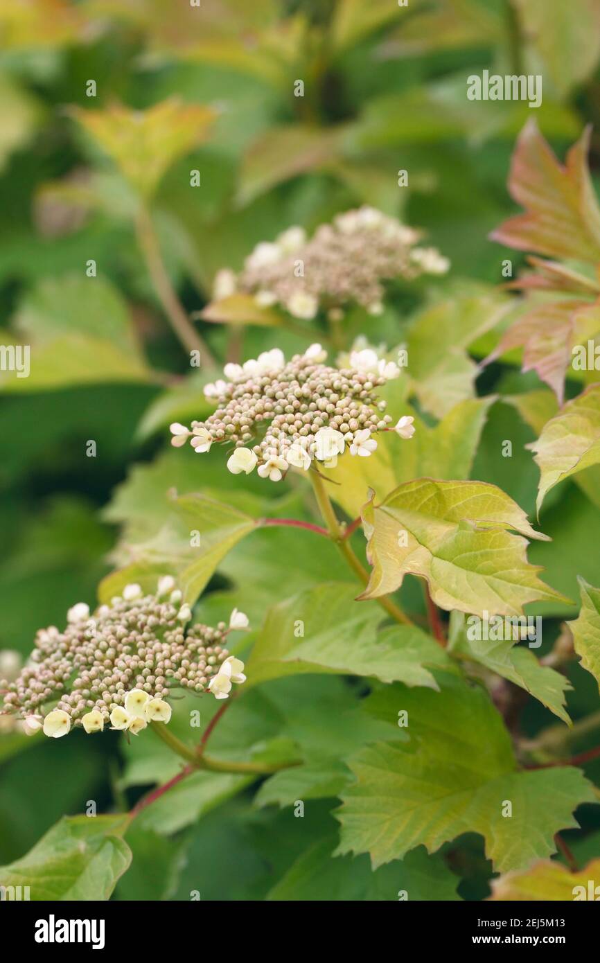 Viburnum opulus  flowerheads in Spring. Stock Photo