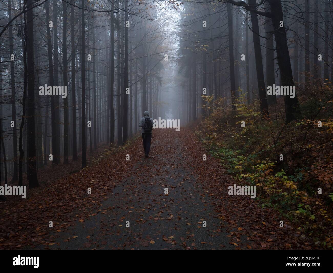 Man figure walking at road in dark mysterious misty beech tree forest ...