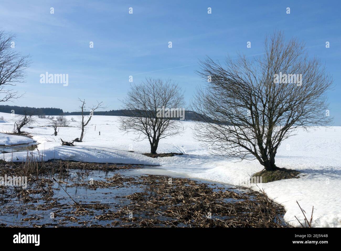 Melting snow and shrubs growing on the shore of a small pond, snow covered scene Stock Photo