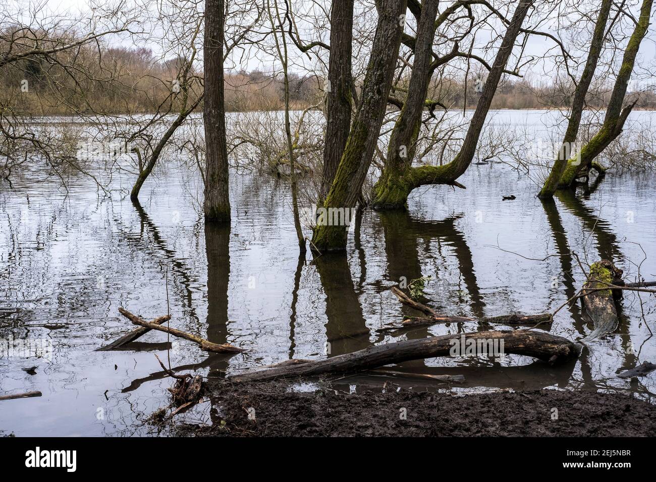 Fallen trees hi-res stock photography and images - Alamy