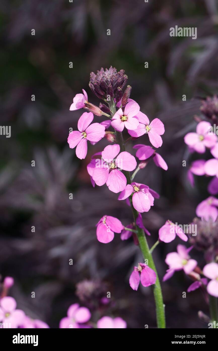 Erysimum 'Bowles Mauve' flowers. Stock Photo