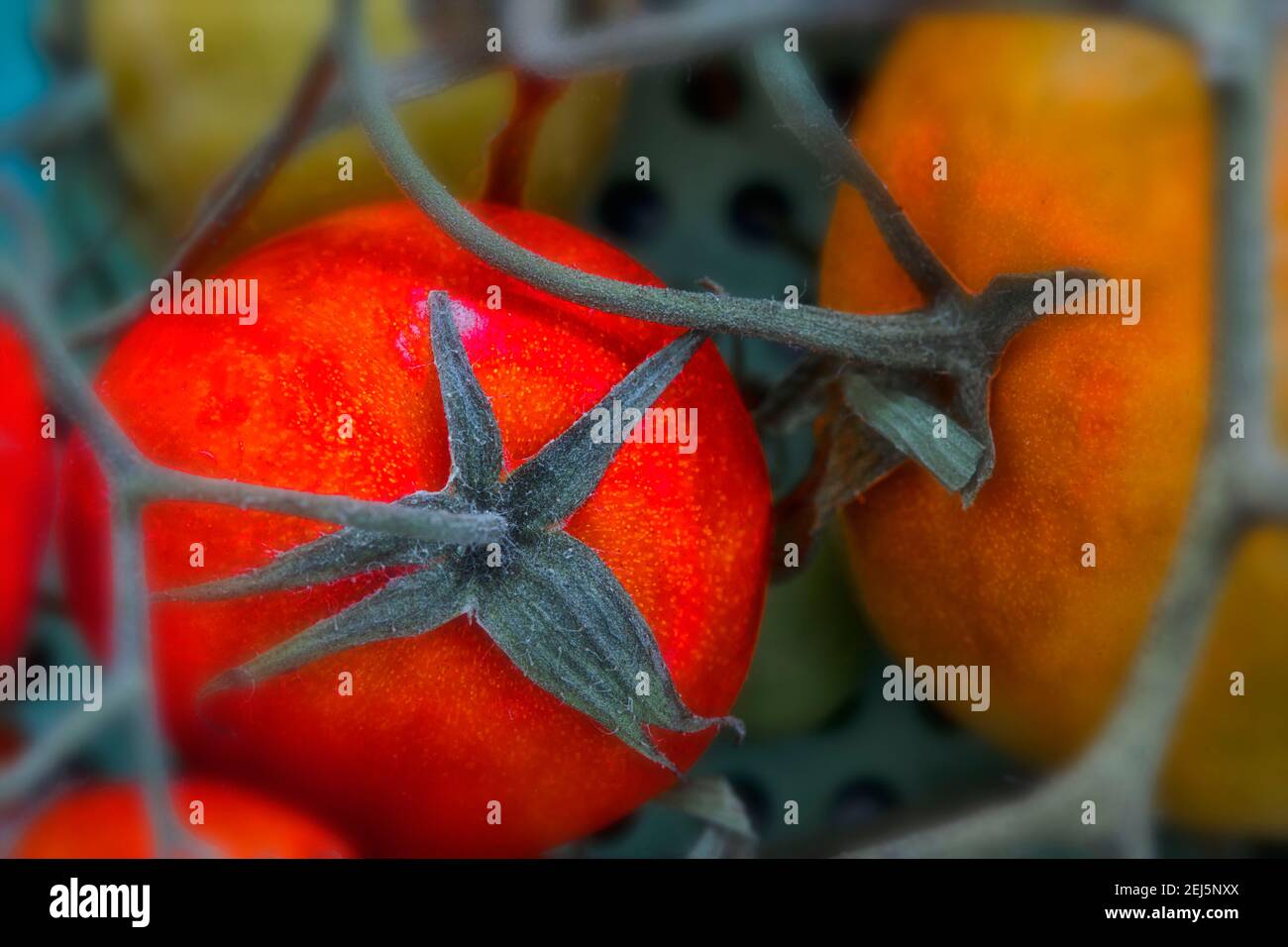 Close up food still-life of red and green tomatoes on the vine Stock ...
