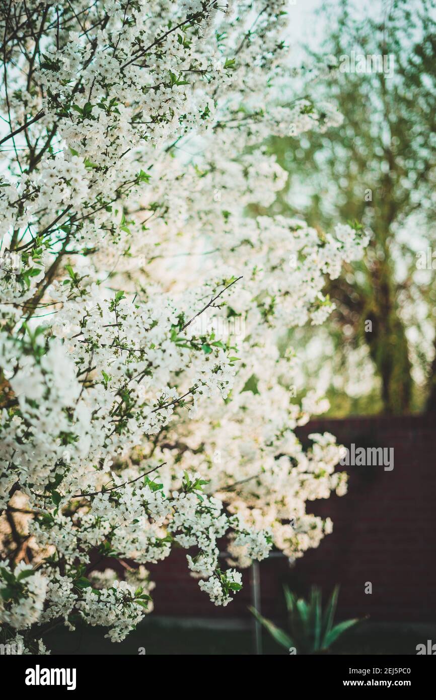 Sakura tree traditional japanese hi-res stock photography and images ...