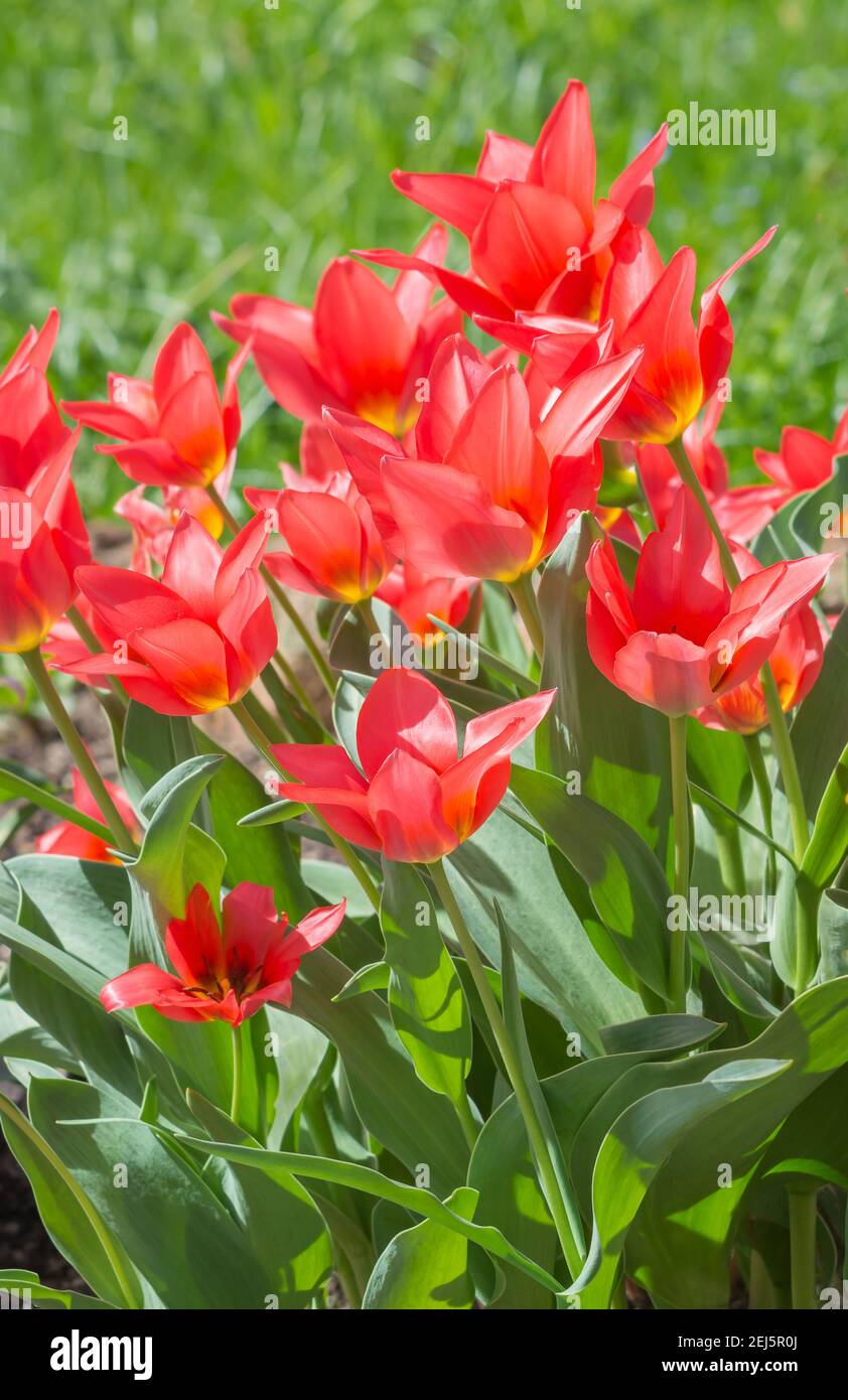 Red tulips with pointed petals on a background of green grass Stock ...