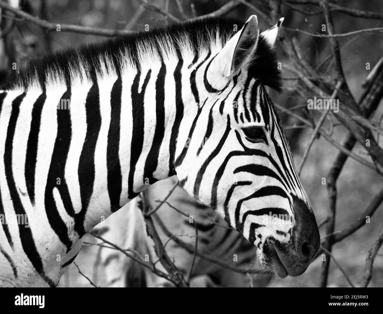 Prifile close-up shot of wild zebra in black and white, Etosha National Park, Namibia, Africa Stock Photo