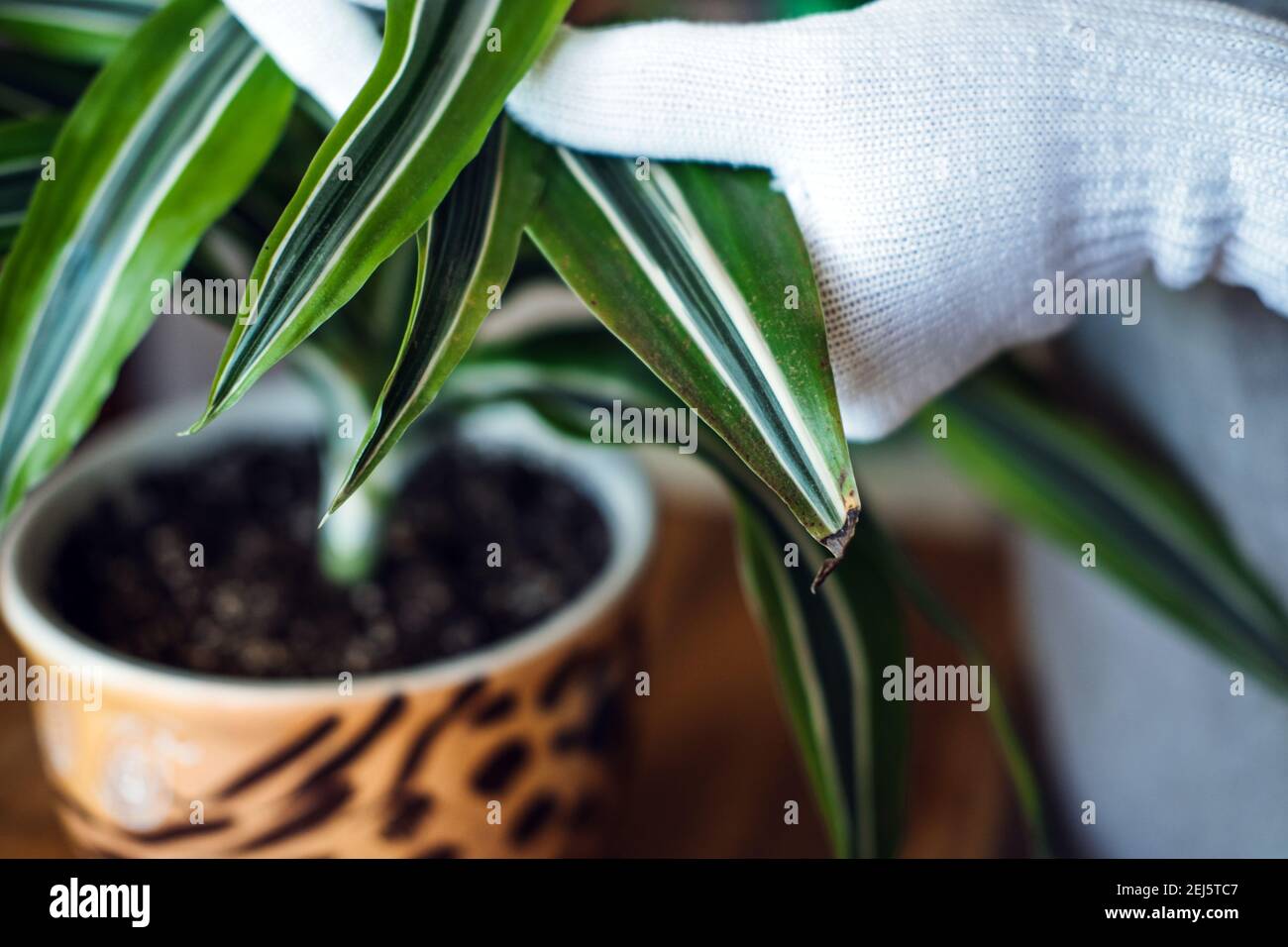 Spring Indoor Plant Care. Waking Up Indoor Plants for Spring. Female hands spray and washes the leaves of Dracaena fragrans house plants at home Stock Photo