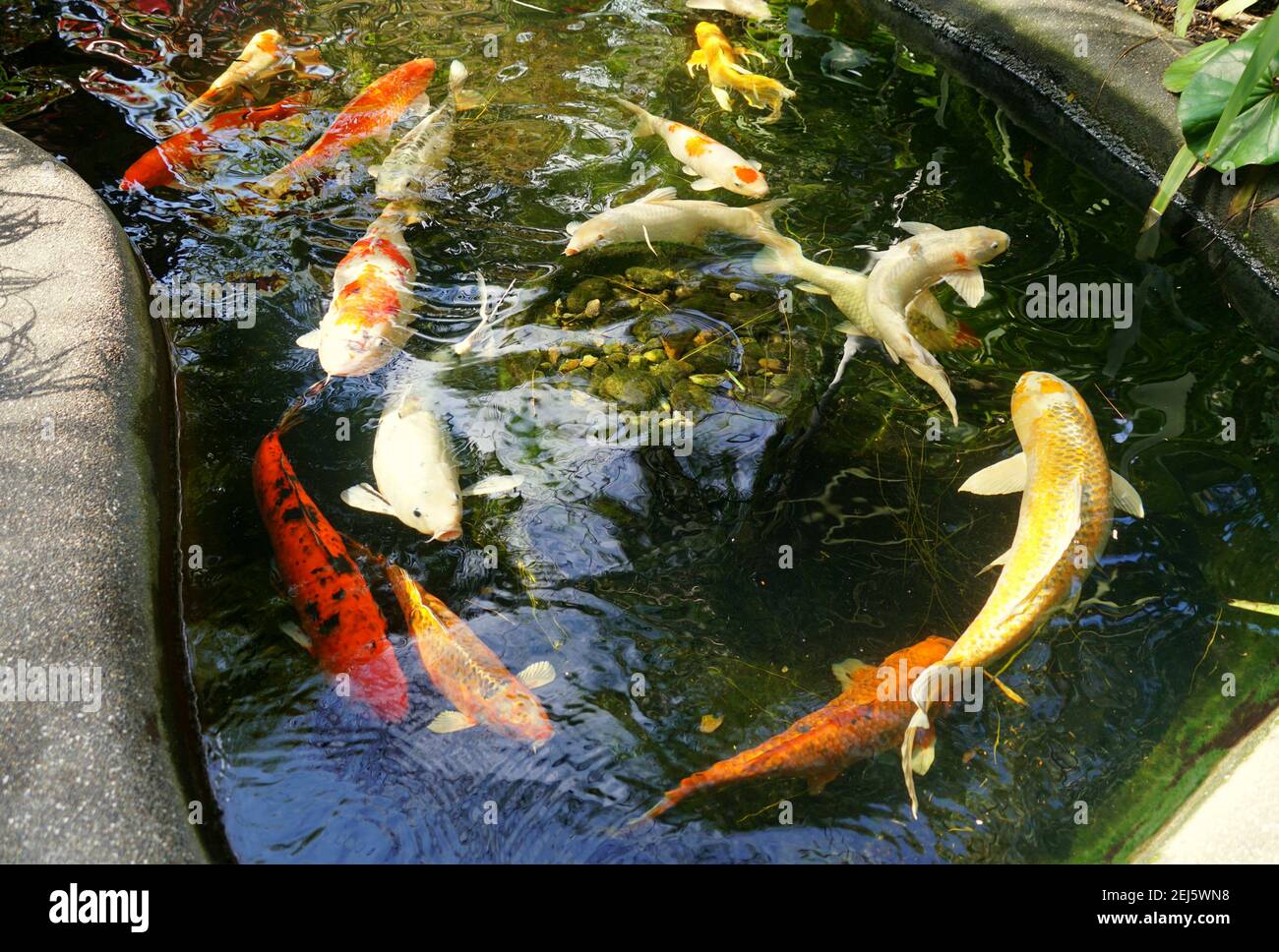 Mixed colors and shapes of koi fish inside a pond Stock Photo Alamy