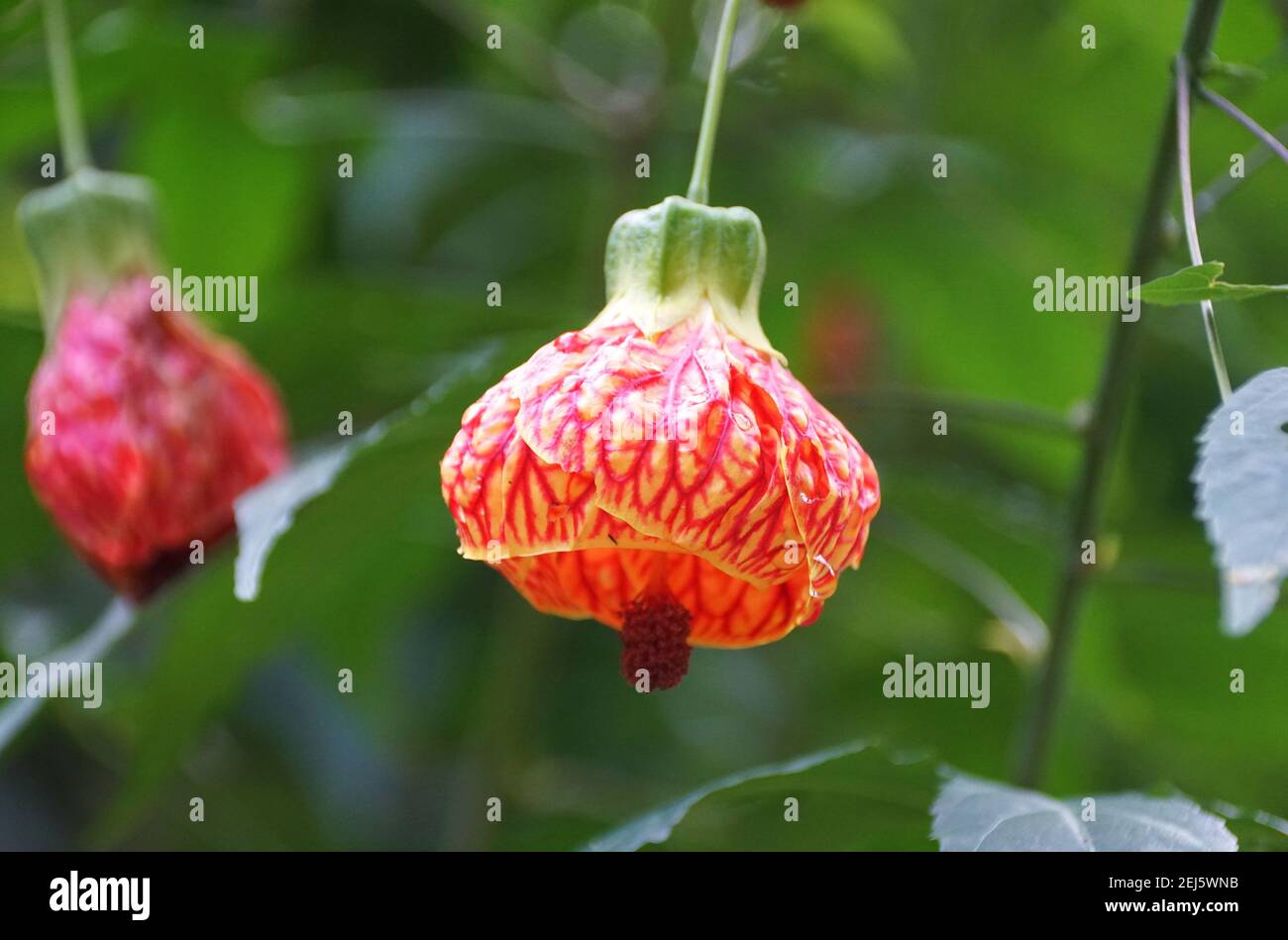 The red vine Chinese lantern flower Stock Photo - Alamy
