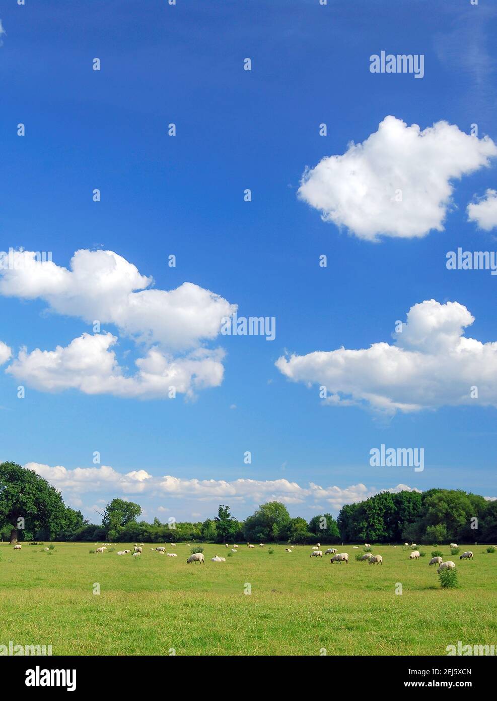 Sheep in field, Dorney, Buckinghamshire, England, United Kingdom Stock Photo