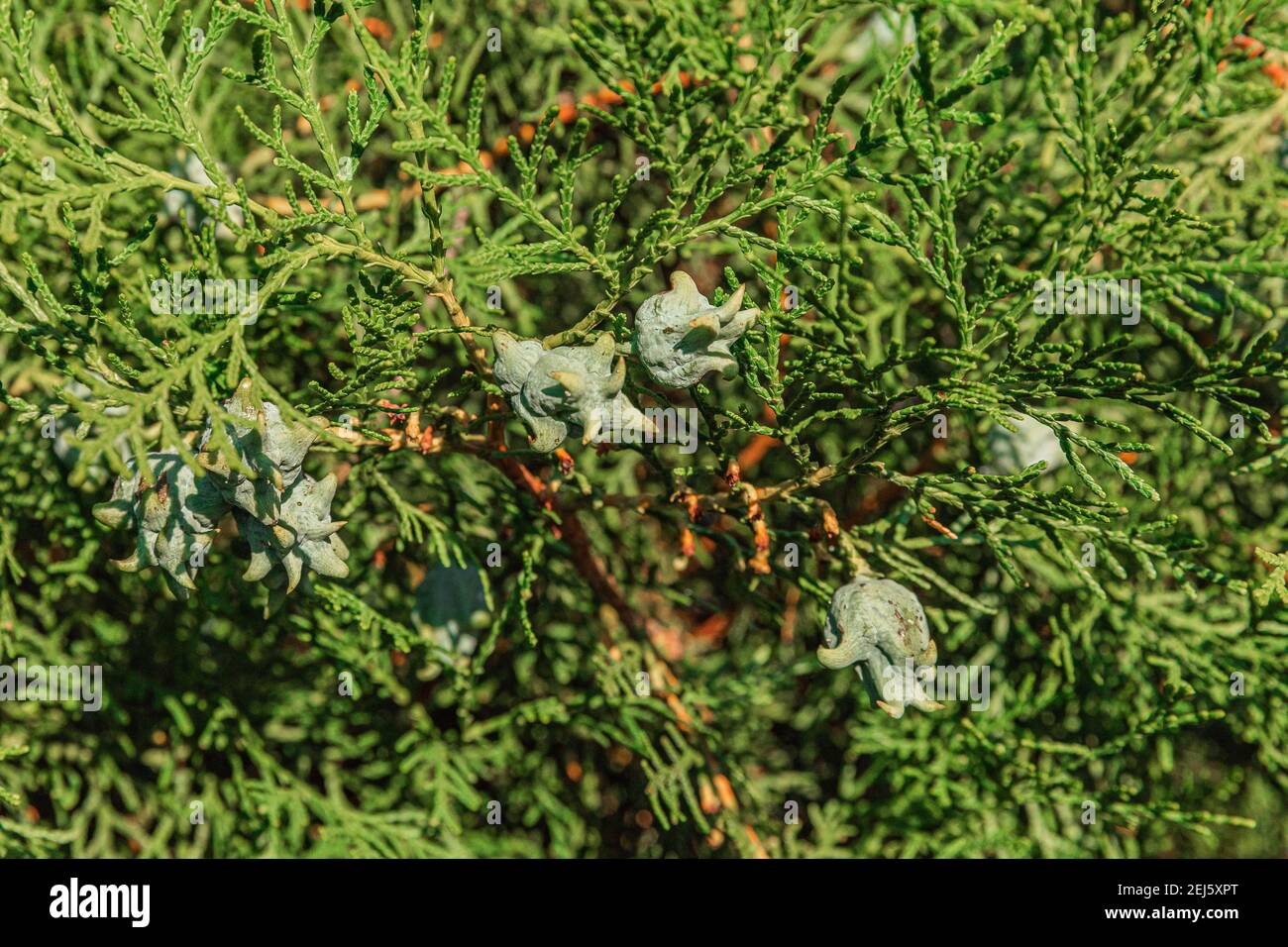 Incense cedar tree Calocedrus decurrens branch close up. Thuja cones branch pattern. Conifer seeds of cypress on green background Stock Photo
