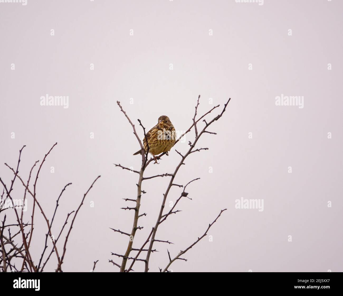 female house finch (Haemorhous mexicanus)  sits on the top branches of a wintered bush Stock Photo