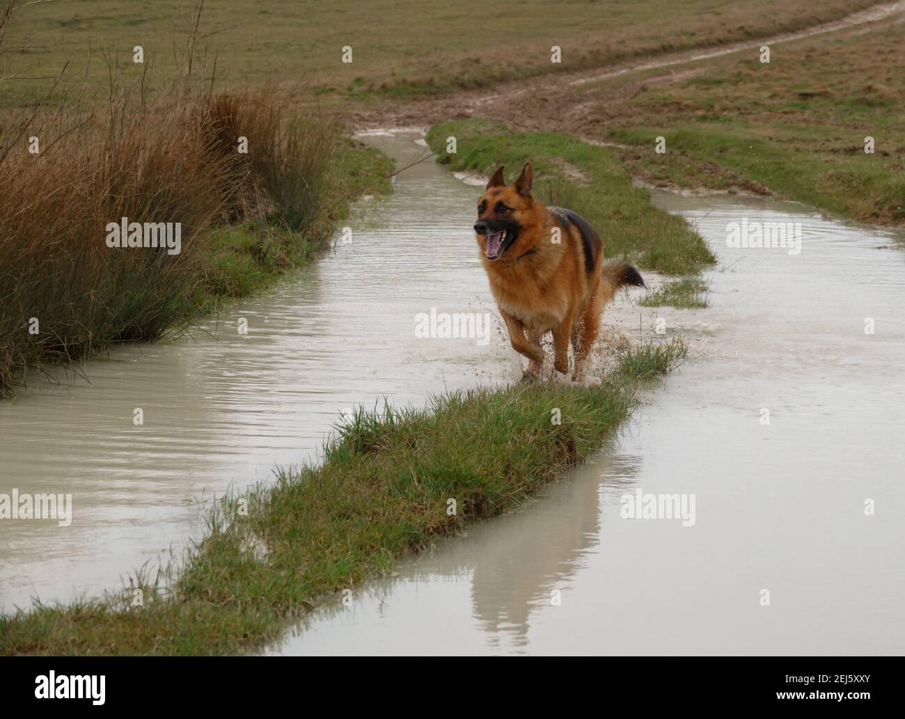 black and tan german shepherd alsatian running along a strip of land with water either side Stock Photo